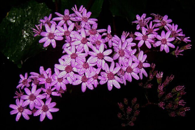 Madeira Levada Walk - Rabacal Lakes and Fountains - Footwear and Clothing: What You’ll Actually Need