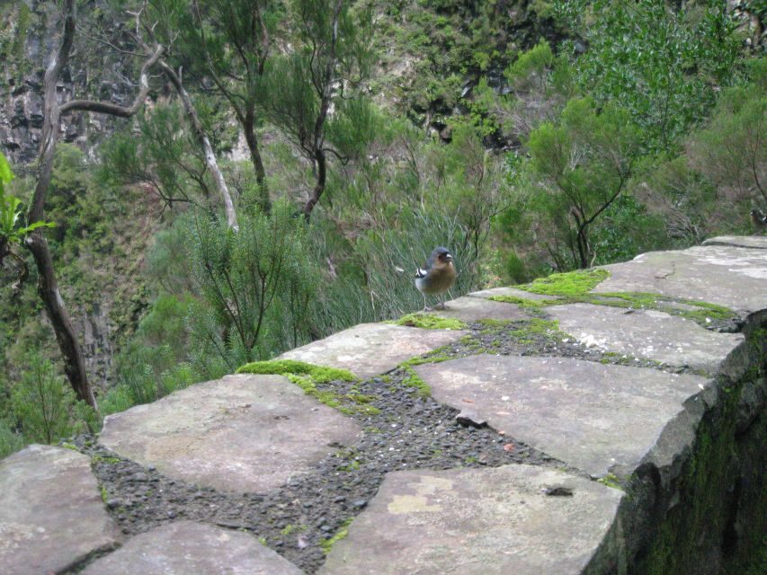 Madeira: Mountain Walk with Lagoon and Waterfalls - What to bring for a comfortable 8-hour walk