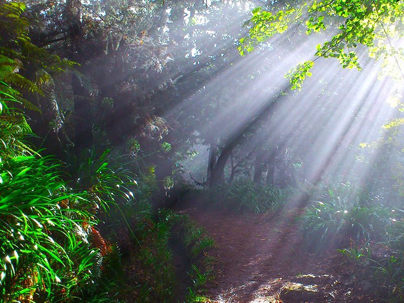 Madeira: Paradise Valley Levada Walk - Vale do Paraíso to Rochão: your 4-hour flow on the levada