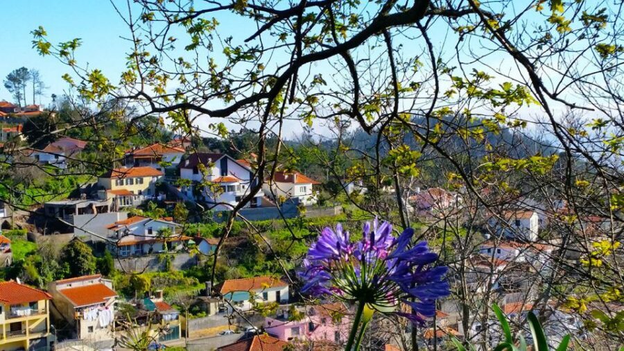 Madeira: Paradise Valley Levada Walk - What you’ll actually see: flora, fauna, terraces, and the sounds of nature
