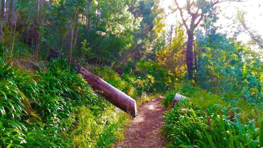 Madeira: Paradise Valley Levada Walk - Pace, difficulty, and what to wear so you stay comfortable