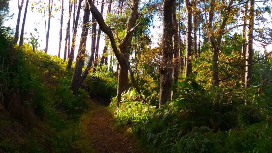 Madeira: Paradise Valley Levada Walk - The café stop: a simple local break that turns the day nicer