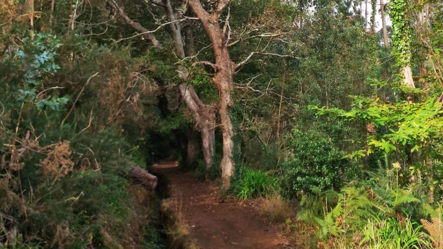 Madeira: Paradise Valley Levada Walk - Who this is best for (and who should look elsewhere)