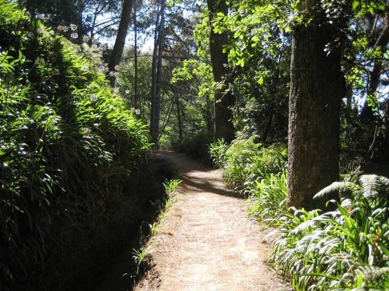 Madeira: Paradise Valley Levada Walk - Getting from Funchal to the start: set yourself up for smooth hiking