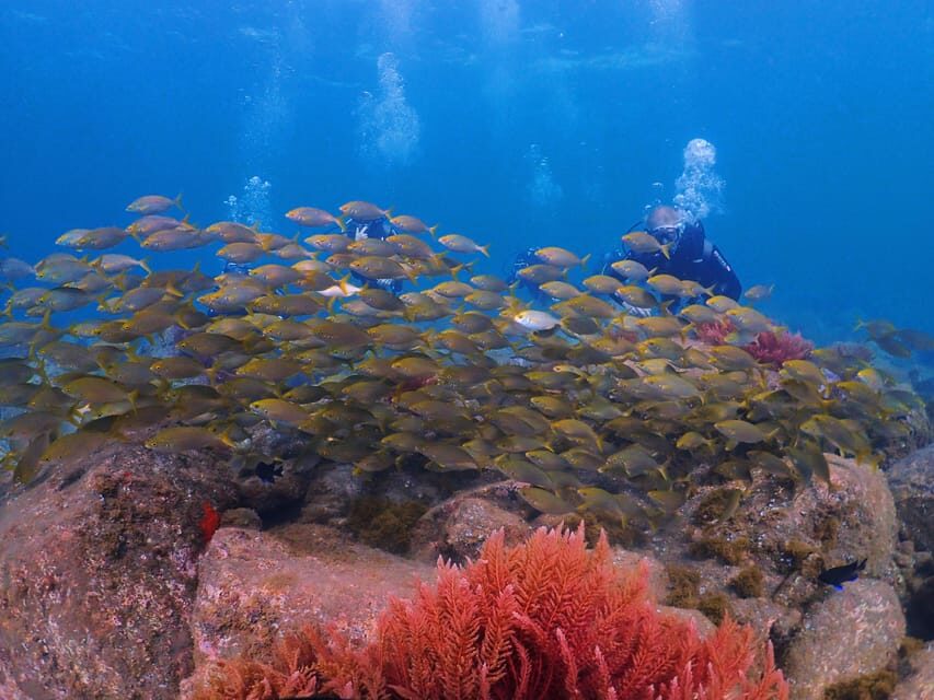 Madeira, Ponta São Lourenço: Scuba Diving for Beginners - Ponta de São Lourenço Protected Area: what you’ll see at up to 12 meters