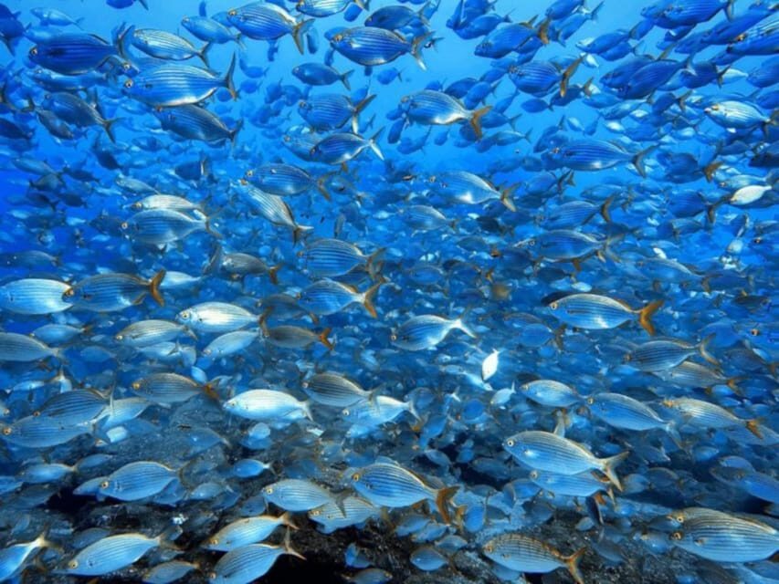 Madeira, Ponta São Lourenço: Scuba Diving for Beginners - Price and value: what $53 includes (and what you don’t pay for)