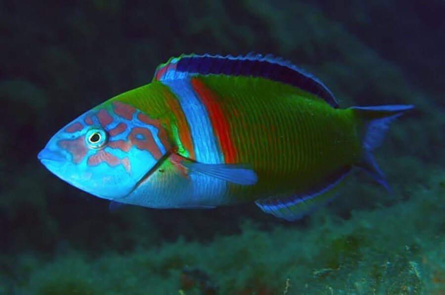 Madeira, Ponta São Lourenço: Scuba Diving for Beginners - Who this experience is best for (and who should skip it)