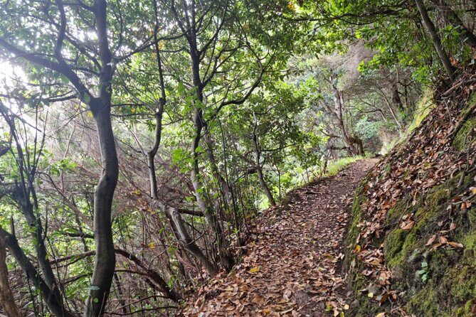 Madeira Porto da Cruz to Machico Self Hiking Tour with Transfer - Vereda do Larano: your self-hike, plus the “don’t worry” factor