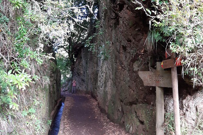 Madeira: Private 1.5-Kilometer Levada dos Balcões Hike PR11 - The laurel forest (UNESCO) walk: what makes it special on the ground