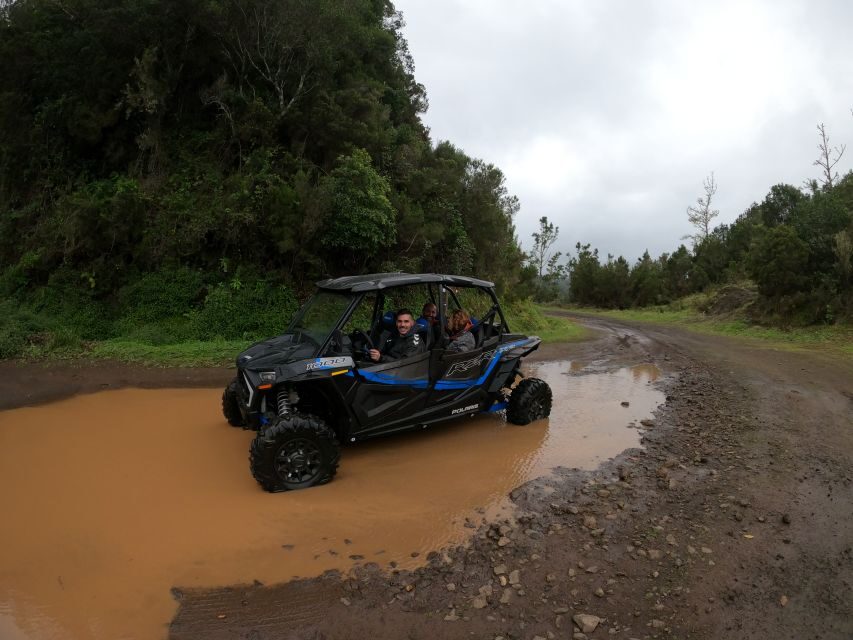 Madeira Private Buggy Adventure: Mountains and Forests - The Laurissilva forest section: endemic plants, birds, and that magical quiet