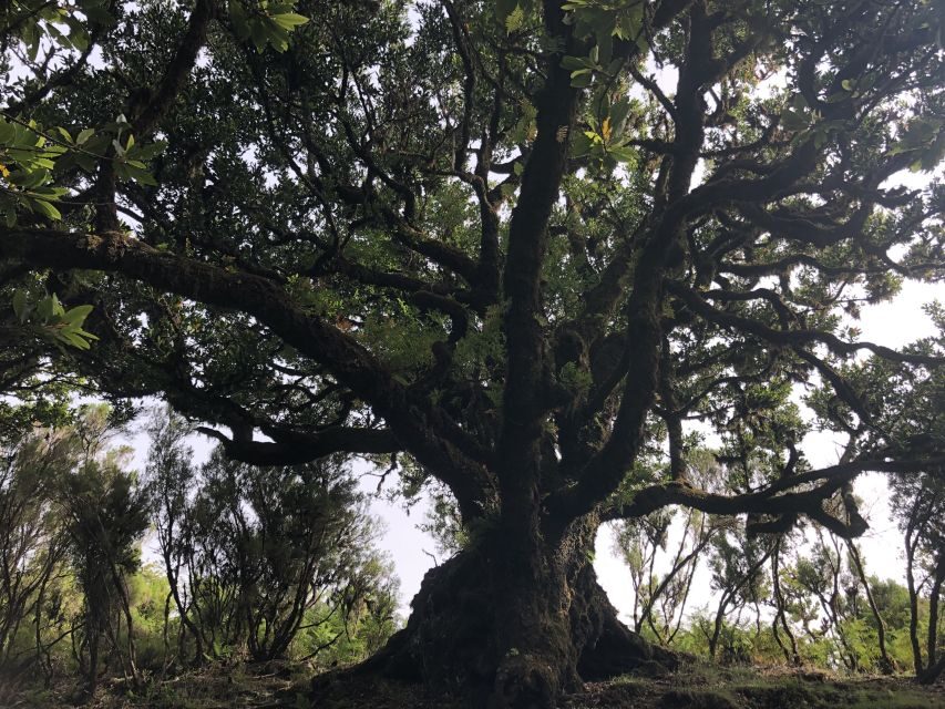 Madeira: Private Tour of Fanal Forest - Key highlights to look for
