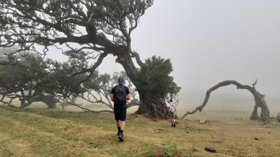 Madeira: Private Tour of Fanal Forest - Who should book this private Fanal Forest tour?