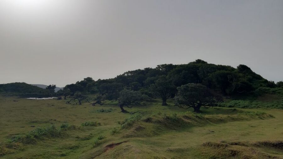 Madeira: Private Tour of Fanal Forest - Why Fanal Forest hits you in a different way