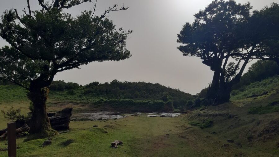 Madeira: Private Tour of Fanal Forest - Entering Laurisilva: ancient trees and the “why” behind them