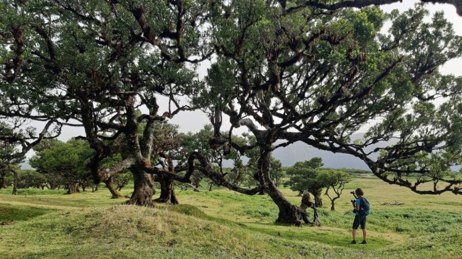 Madeira: Private Tour of Fanal Forest - The walk along Madeira’s biggest plateau: what you’ll notice