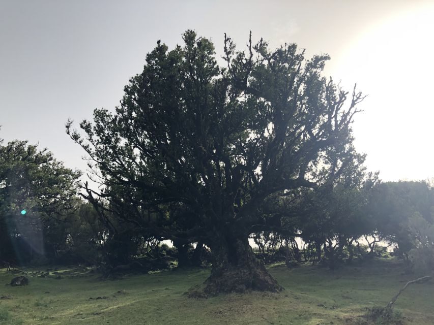 Madeira: Private Tour of Fanal Forest - Rainy season bonus: spotting the crater lake nearby