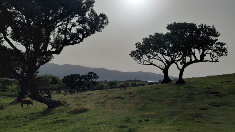 Madeira: Private Tour of Fanal Forest - Guides, service, and why the private format matters