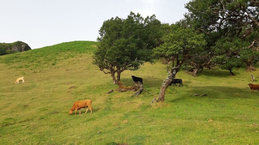 Madeira: Private Tour of Fanal Forest - Price and value: $188 for up to 2, and what you’re really buying