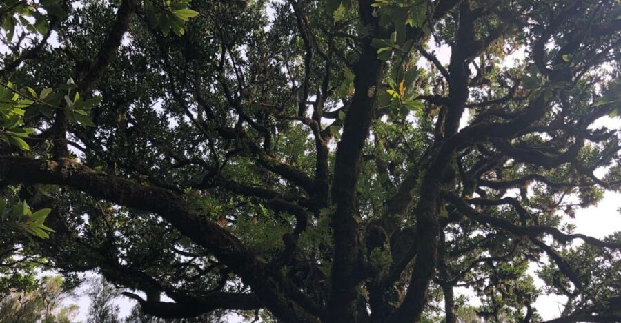 Madeira: Private Tour of Fanal Forest - What to bring so the forest doesn’t beat you