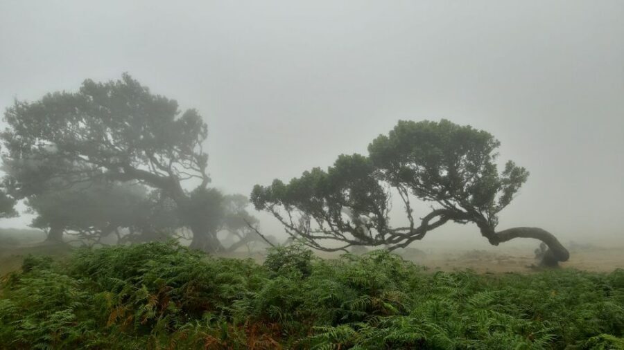 Madeira: Private Tour of Fanal Forest - Pickup, private driving, and how the 4 hours are likely to feel