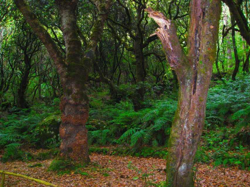 Madeira: Queimadas, Caldeirão Verde and Levada Walk - Who Should Book This Walk (and Who Might Skip It)