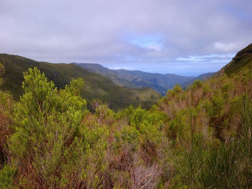 Madeira: Rabaçal Valleys 3-Hour Guided Walk - Laurisilva vegetation and the moorland plants you’ll notice