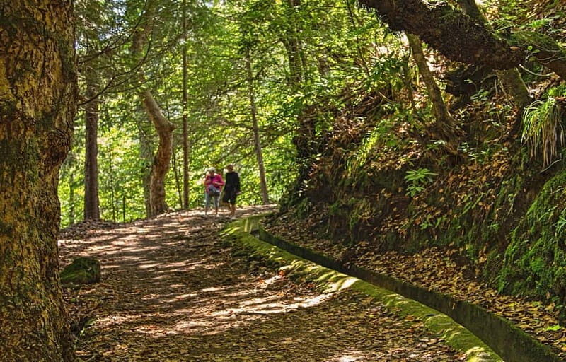 Madeira: Santana Jeep Safari and Balções Levada Walk - Balcões Levada in Laurissilva: The Walk That Gives You Time to Breathe