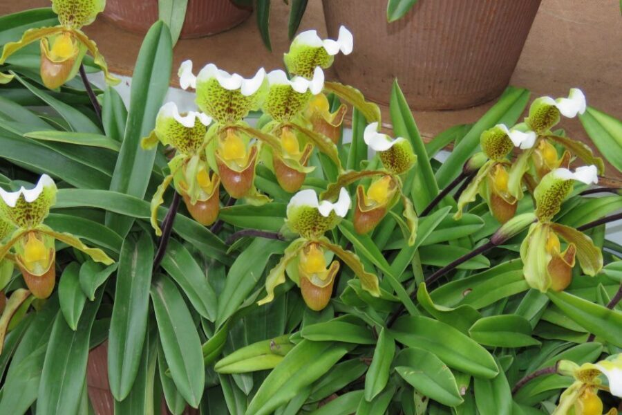 Madeira : Santo de Serra Local Farmers' Market half day trip - Small-group guiding: friendly, but not every stop lands the same