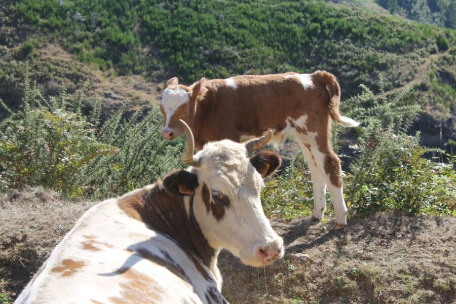 Madeira : Southwest coast, Run & Anjo´s Waterfall 4x4 Tour - Ponta do Pargo and the western viewpoint circuit