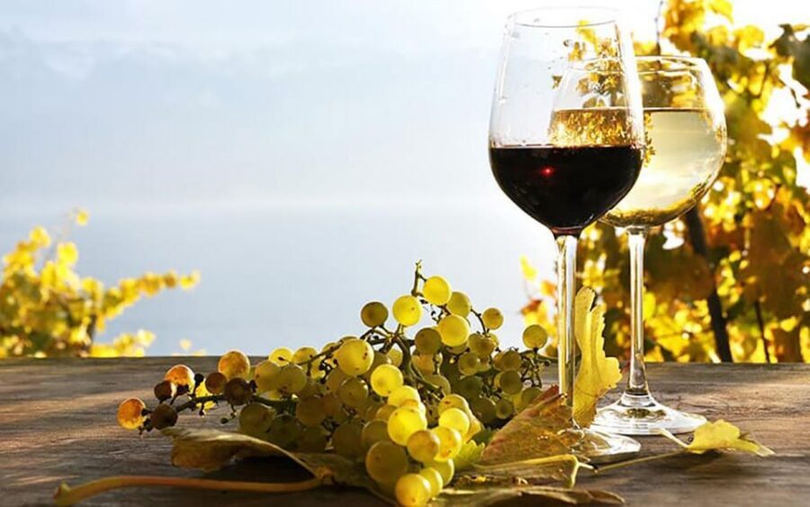 Madeira - Vineyard Tour Wine Tasting - Included - Cabo Girão viewpoints: Europe’s highest sea cliff moment