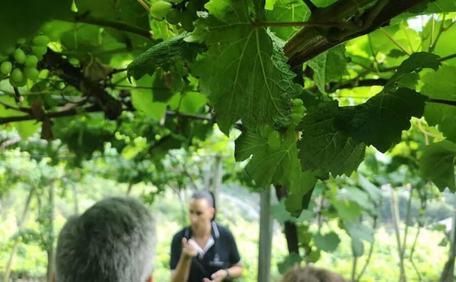 Madeira - Vineyard Tour Wine Tasting - Included - Madeira ages and styles you’ll actually taste: sweet, dry, and 3/10/15 years