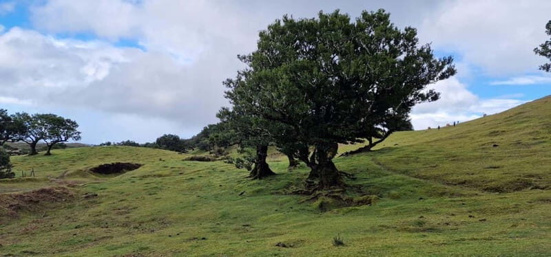 Madeira West Island Full-Day Tour with Fanal Forest - Câmara de Lobos and Cabo Girão: where photos become the main event
