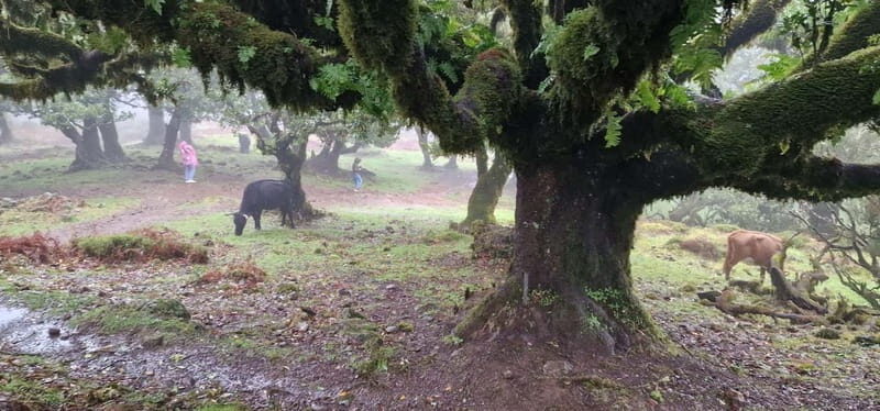 Madeira West Island Full-Day Tour with Fanal Forest - Porto Moniz volcanic pools: lunch, swim, and a real cooling payoff
