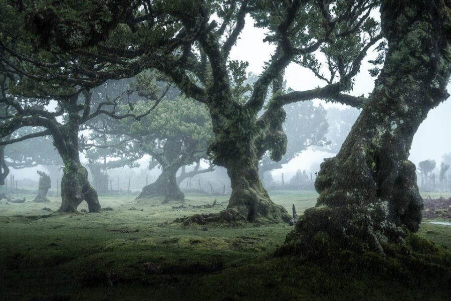 Madeira: West Tour With Guide Fanal Forest SykWalkExperience - Pickup in Funchal and Caniço: easy start, clear wait spots