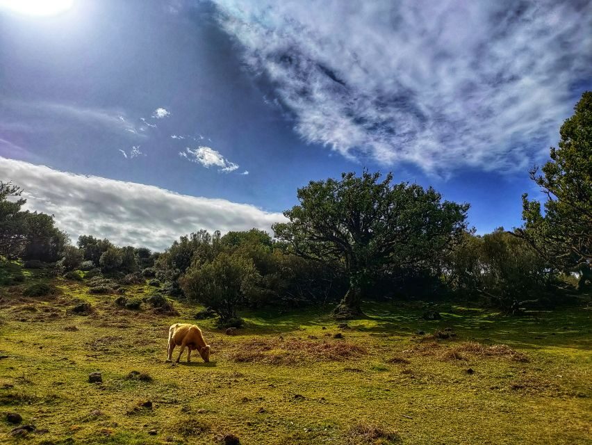 Madeira: Western Madeira Guided Trip & Fanal Mystic Forest - The big win: why this Western Madeira day trip feels like value