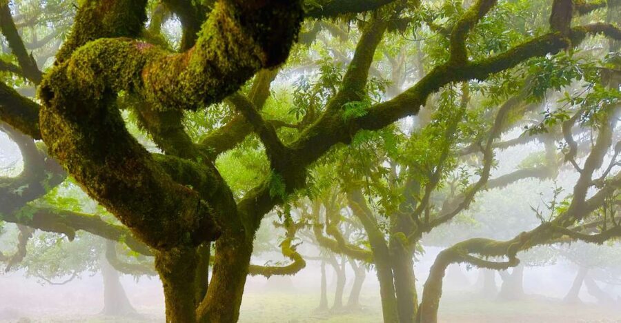 Madeira: Western Madeira Guided Trip & Fanal Mystic Forest - Pickup and timing: how the day runs in real life