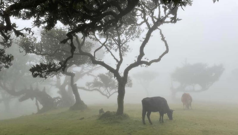 Madeira: Westside Achadas Cruz, Moniz, Seixal and Fanal - Where the day starts: meeting points and that electric-car rhythm