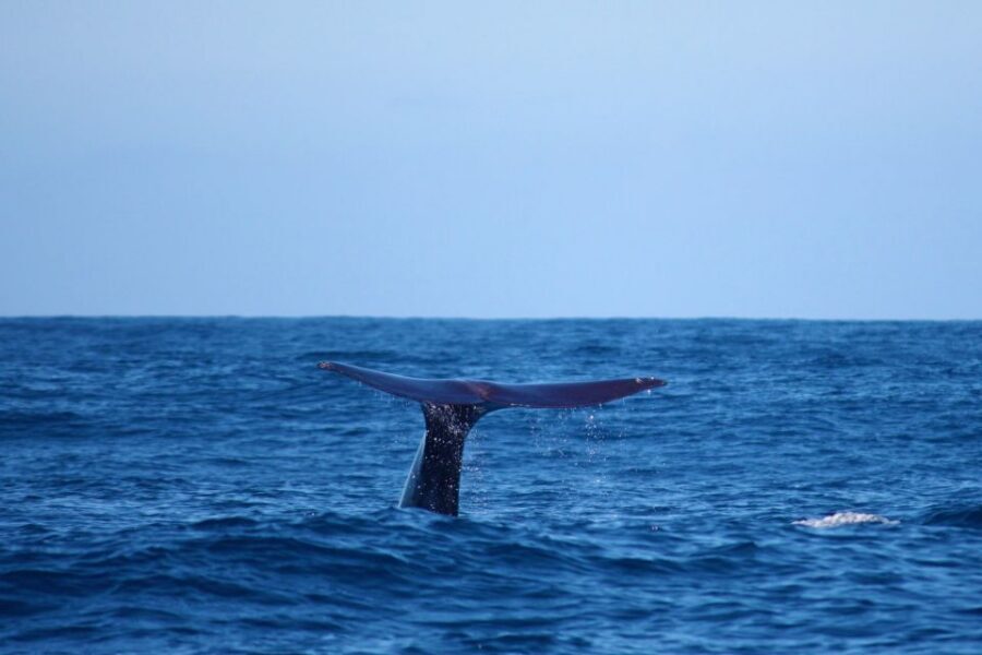 Madeira: Whale and Dolphin Watching Private Cruise - From Marina da Calheta to Open Water: your 2.5-hour rhythm