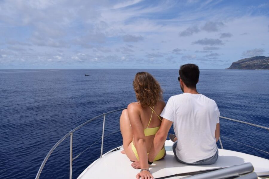 Madeira: Whale and Dolphin Watching Private Cruise - Value for money: what your $577 per group is buying