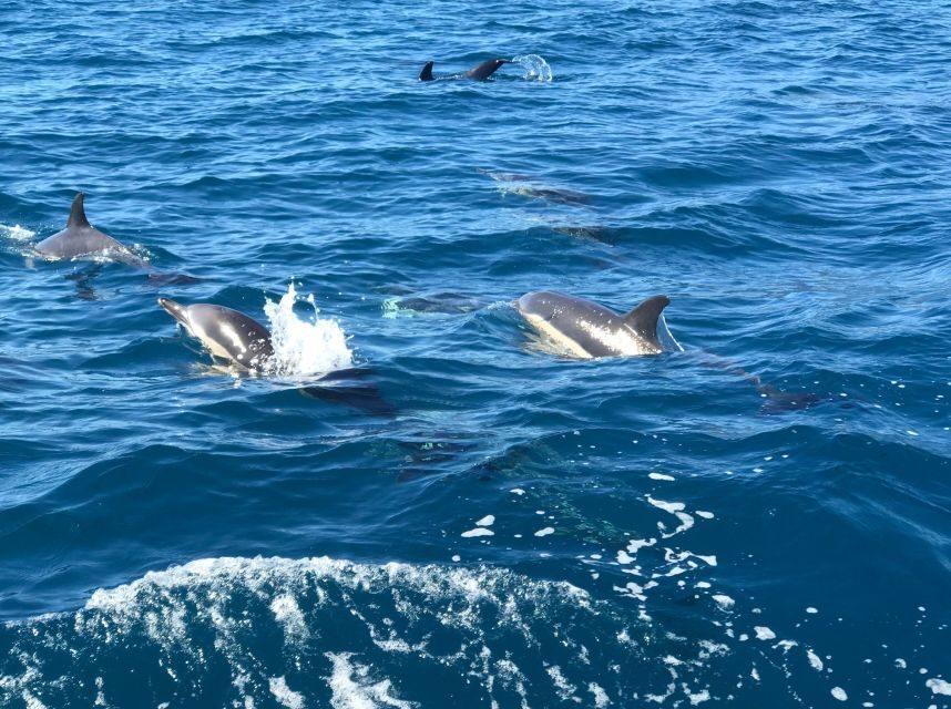 Madeira: Whale and Dolphin Watching Private Cruise - Photo moments and crew details worth asking about