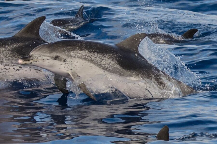 Madeira: Whale and Dolphin Watching Tour - Who should book this tour—and who should skip it