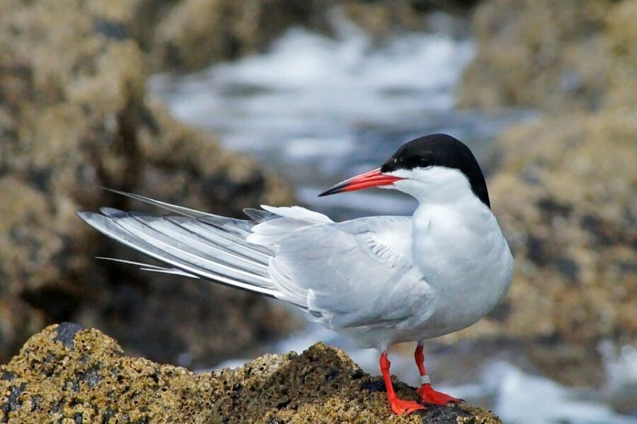 Madeira: Whale and Dolphin Watching Tour - Beyond the water: endemic seabirds and coastal rock formations