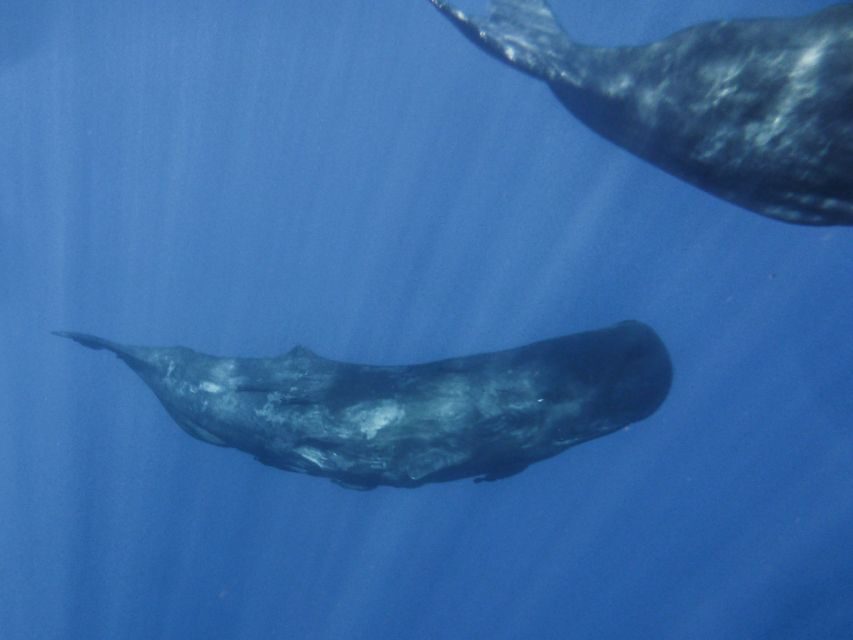 Madeira: Whale and Dolphin Watching Tour - Summer swim and snorkel stop at Ponta de São Lourenço