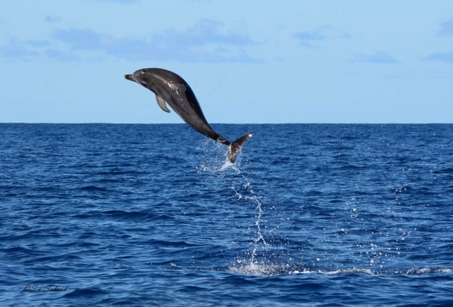 Madeira: Whale and Dolphin Watching Tour - What to bring (and what matters most once you’re on the water)