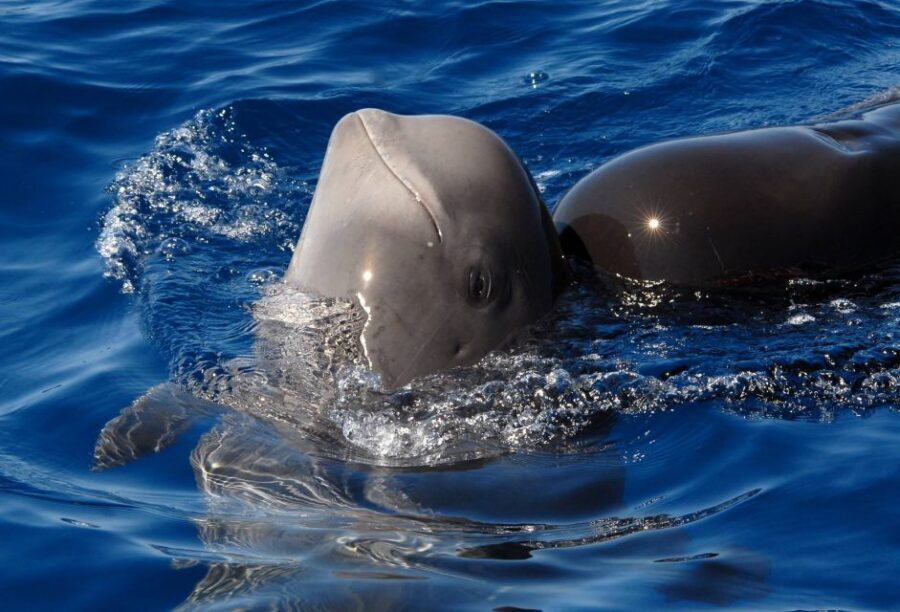 Madeira: Whale and Dolphin Watching Tour - Safety briefing at Quinta do Lorde: quick and important