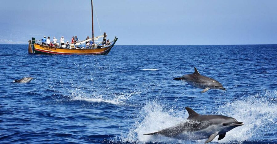 Madeira: Whale Watching Excursion in a Traditional Vessel - Key highlights worth knowing