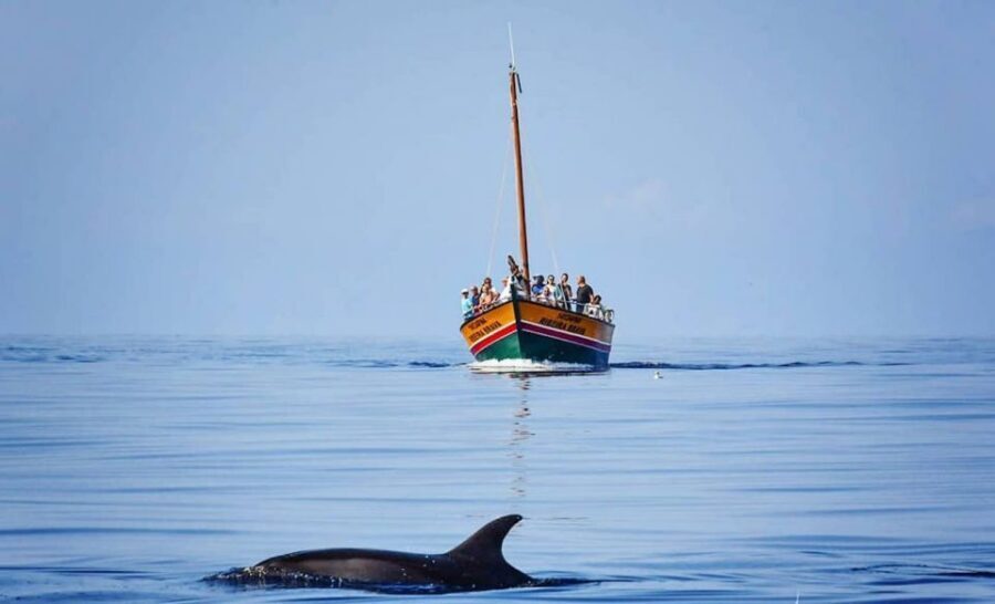 Madeira: Whale Watching Excursion in a Traditional Vessel - Weather, sea state, and the reality check on whales