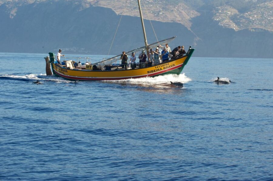 Madeira: Whale Watching Excursion in a Traditional Vessel - Madeira’s Ribeira Brava: a traditional boat that changes how you watch wildlife