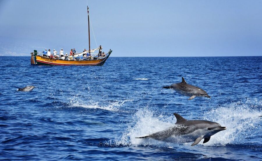 Madeira: Whale Watching Excursion in a Traditional Vessel - The pacing: what 2.5 hours looks like on the water