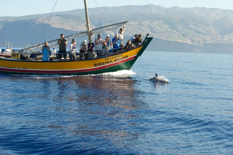 Madeira: Whale Watching Excursion in a Traditional Vessel - What you can spot: dolphins, whales, monk seals, and seabirds